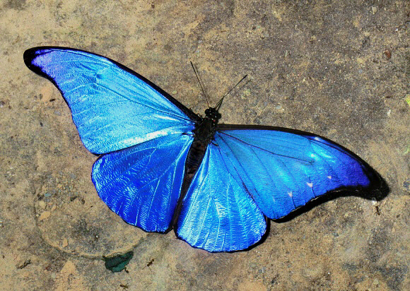 モルフォ蝶  チョウ  蝶々  青いチョウ